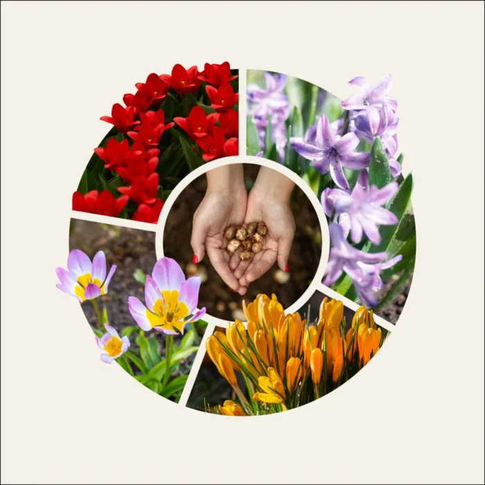 Blumenzwiebelaktion auf dem Wochenmarkt – Alle Infos zur richtigen Bepflanzung